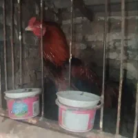 مرغ خروس لاری ترک|حیوانات مزرعه|پاکدشت, پاکدشت (مامازند)|دیوار