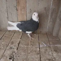 دوعدد نر قشنگ