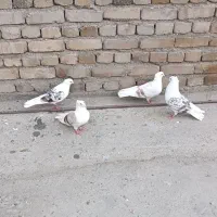 پلنگ نباتی|پرنده|دورود, |دیوار