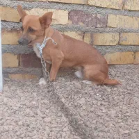 سگپاپی عشق آبادی نر|سگ|تایباد, |دیوار