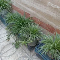 گل طبیعی باگلدان|گل و گیاه طبیعی|کرج, شهرک دریا|دیوار