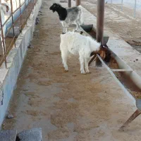 فروش بز و نری|حیوانات مزرعه|رودان, |دیوار