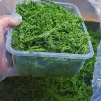 شوید خشک خوشه ممتاز صادراتی شسته شده