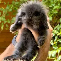 توله خرگوش لوپ عروسکی