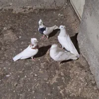 کفتر|پرنده|بهارستان, |دیوار