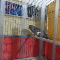 قناری نر|پرنده|شیراز, دروازه قران|دیوار