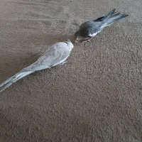 عروس هلندی|پرنده|کبودرآهنگ, |دیوار