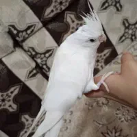 عروس هلندی|پرنده|شادگان, |دیوار