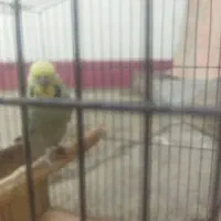 مرغ عشق|پرنده|مسجد سلیمان, |دیوار