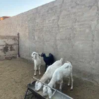 بز و بزغاله|حیوانات مزرعه|کاشان, طاهرآباد|دیوار