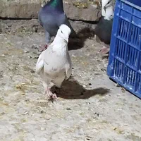دو عدد طوقی نر|پرنده|کنگاور, |دیوار