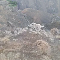 سگ ماده یک سال