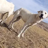 واگزاری سگ نر سرابی 7ماهه|سگ|مهربان, |دیوار