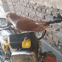 ساده سرخ نر