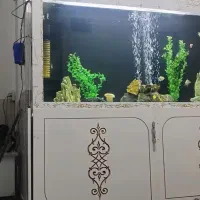 اکواریوم بزرگ|ماهی|سبزوار, امام خمینی (ناوی)|دیوار