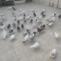 کفتر|پرنده|قرچک, مهدیه|دیوار