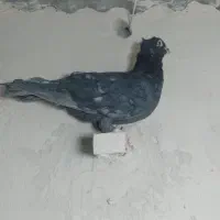 موشی کاکلی|پرنده|سلامی, |دیوار