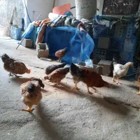 ۸تا باروک وخروس برای فروش سی کشتن عالی