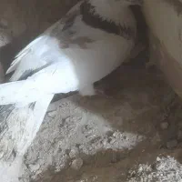 کبوتر|پرنده|سلطانیه, |دیوار