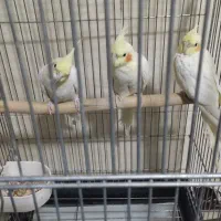 عروس هلندی|پرنده|مهاجران, |دیوار