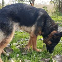 ژرمن مو کلاسیک|سگ|آستانه اشرفیه, |دیوار