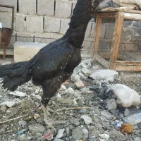 فروش مرغ نجات دار و زات خوب|حیوانات مزرعه|چاه ورز, |دیوار