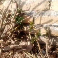 بوته گل محمدی