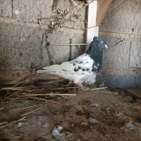 کله ماده|پرنده|شیراز, شهرک گلها|دیوار