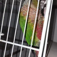 معاوضه گرینچیک ماده