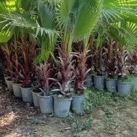 نخل پالم واشنگتن|گل و گیاه طبیعی|آمل, |دیوار