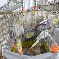 عروس هلندی|پرنده|ملکآباد, |دیوار