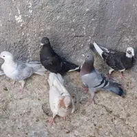 کفتر کبوتر|پرنده|مشهد, شهید معقول|دیوار