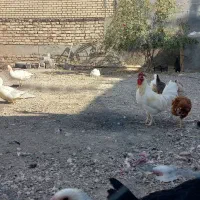 فروش مرغ و خروس محلی اصل و یک جفت غاز