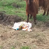 بزغاله|حیوانات مزرعه|خان ببین, |دیوار