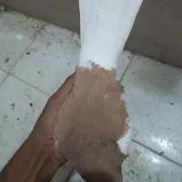 کبوتر|پرنده|کازرون, |دیوار