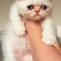 اسکاتیش گلدن پوینت|گربه|رشت, منظریه|دیوار