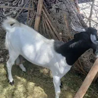 نریگ فروشی