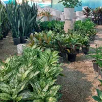 زمین باغ شهری