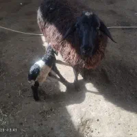 میش و بره|حیوانات مزرعه|اسلام‌‌آباد غرب, |دیوار