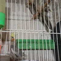 ۶عددجوجه عروس هلندی ۳عدد۵ماه. و۳عددیک ماهه