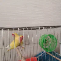 عروس هلندی وطوطی برزیلی|پرنده|نجف‌آباد, کشاورز|دیوار