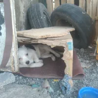 توله پیت بول واکسن خورده ۶۵ روزه