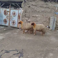 قوچ و بره قوچ|حیوانات مزرعه|گهواره, |دیوار