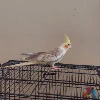 انواع عروس هلندی نر،وایت،مرواریدی،سینامون