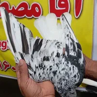 دم سفید|پرنده|سوسنگرد, |دیوار