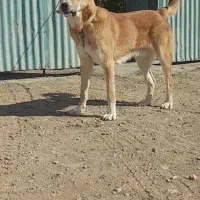 واگذاری سگ نگهبان عراقی