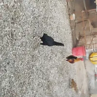 مرغ و خروس فروشی  در بندرلنگه