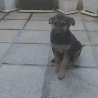 توله ژرمن ورک|سگ|تهران, استاد معین|دیوار