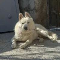 آکیتا ژاپنی|سگ|شیروان (خراسان), |دیوار