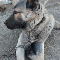 سرابی کانگال